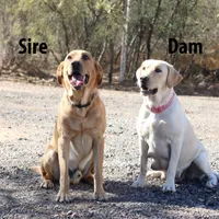Purple, a female Labrador Retriever for sale in Mesa, AZ – 2 of 2