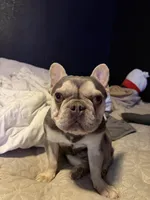 Pancho, a male French Bulldog for sale in Austin, TX – Photo 2 of 2