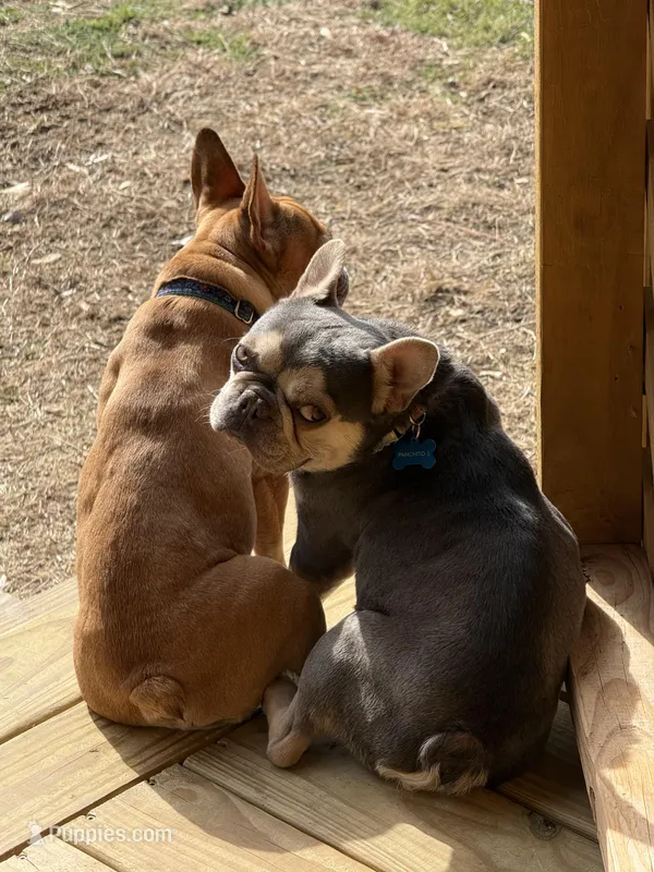 Pancho, a male French Bulldog for sale in Austin, TX – Photo 1 of 2