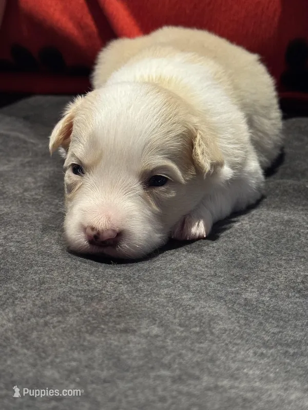 Daisy – Border Collie puppy for sale in Jackson, MI