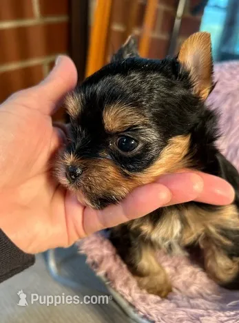 Maya – Yorkshire Terrier puppy for sale in Georgia Avenue / Walter Reed, DC