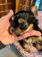 Maya, a female Yorkshire Terrier for sale in Georgia Avenue / Walter Reed, DC – 1 of 5