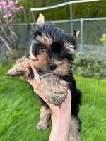 Maya, a female Yorkshire Terrier for sale in Georgia Avenue / Walter Reed, DC – 5 of 5