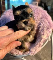 Maya, a female Yorkshire Terrier for sale in Georgia Avenue / Walter Reed, DC – 3 of 5