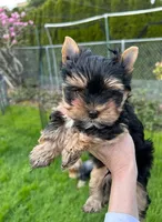 Maya, a female Yorkshire Terrier for sale in Georgia Avenue / Walter Reed, DC – 2 of 5
