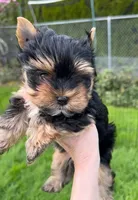 Maya, a female Yorkshire Terrier for sale in Georgia Avenue / Walter Reed, DC – 4 of 5