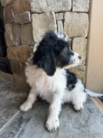 Lisa, a male Miniature Bernedoodle for sale in Pauls Valley, OK – 3 of 4