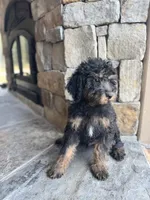 Raven , a male Miniature Bernedoodle for sale in Pauls Valley, OK – 2 of 3