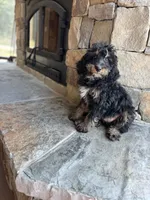 Queen, a female Miniature Bernedoodle for sale in Pauls Valley, OK – 2 of 3