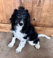 Johnny, a male Miniature Bernedoodle for sale in Pauls Valley, OK – 2 of 4