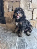Queen, a female Miniature Bernedoodle for sale in Pauls Valley, OK – 3 of 3