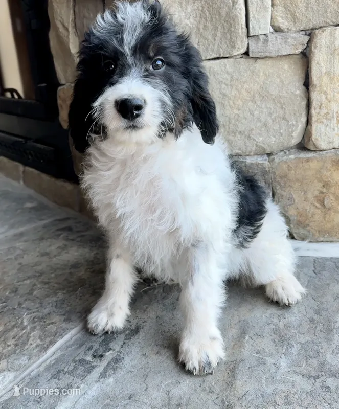 Lisa – Miniature Bernedoodle puppy for sale in Pauls Valley, OK
