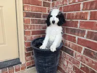 Diet Pepsi, a female Miniature Bernedoodle for sale in Pauls Valley, OK – 2 of 2