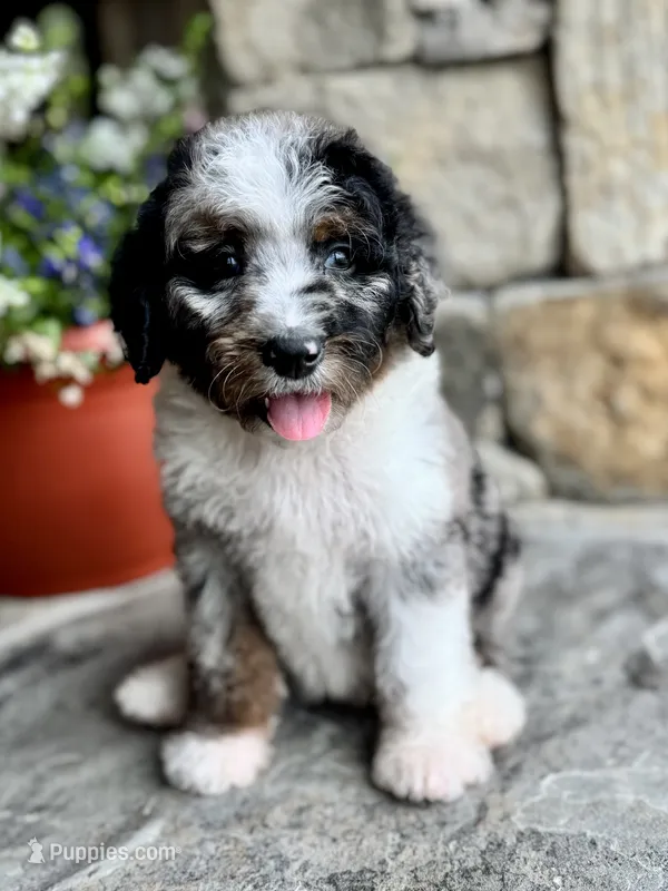  Coke – Miniature Bernedoodle puppy for sale in Pauls Valley, OK