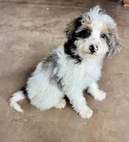 Doc, a male Miniature Bernedoodle for sale in Pauls Valley, OK – 1 of 4