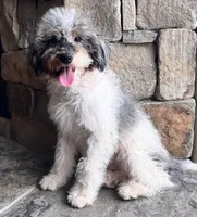 Bashful , a male Miniature Bernedoodle for sale in Pauls Valley, OK – 2 of 2