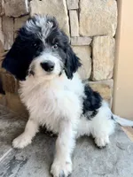 Lisa, a male Miniature Bernedoodle for sale in Pauls Valley, OK – 2 of 4