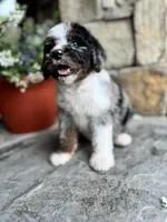  Coke, a female Miniature Bernedoodle for sale in Pauls Valley, OK – 2 of 3