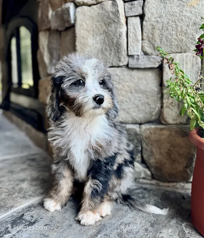 Fanta  – Miniature Bernedoodle puppy for sale in Pauls Valley, OK