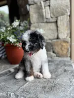 Coke, a female Miniature Bernedoodle for sale in Pauls Valley, OK – 3 of 3