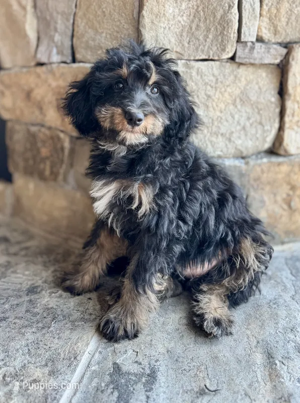 Queen – Miniature Bernedoodle puppy for sale in Pauls Valley, OK