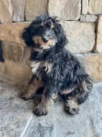 Queen, a female Miniature Bernedoodle for sale in Pauls Valley, OK – 1 of 3