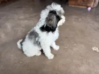 Doc, a male Miniature Bernedoodle for sale in Pauls Valley, OK – 3 of 4