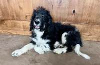 Johnny, a male Miniature Bernedoodle for sale in Pauls Valley, OK – 3 of 4