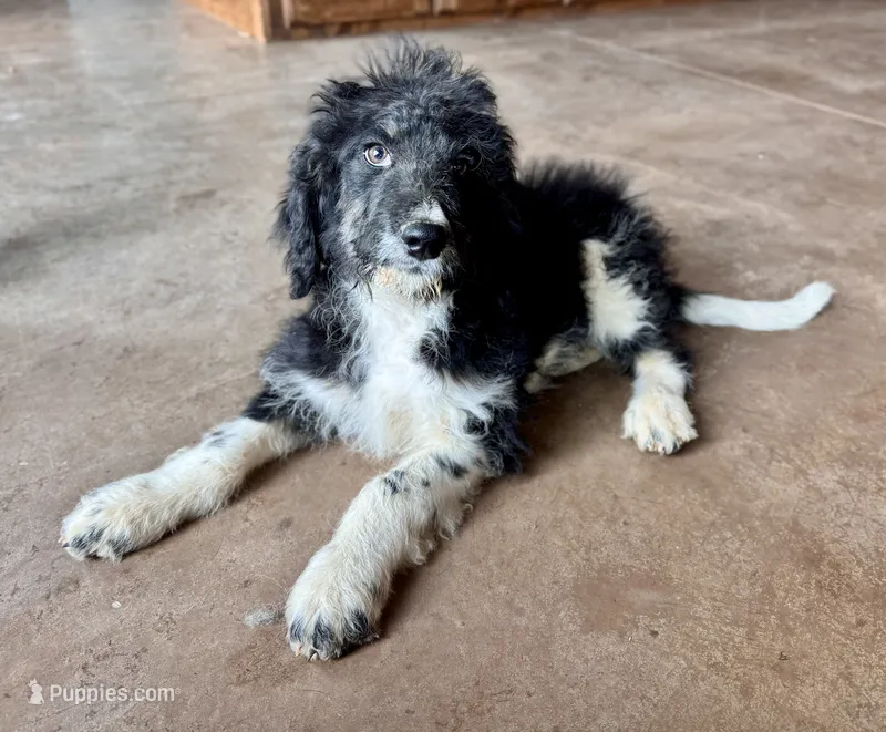 Johnny – Miniature Bernedoodle puppy for sale in Pauls Valley, OK