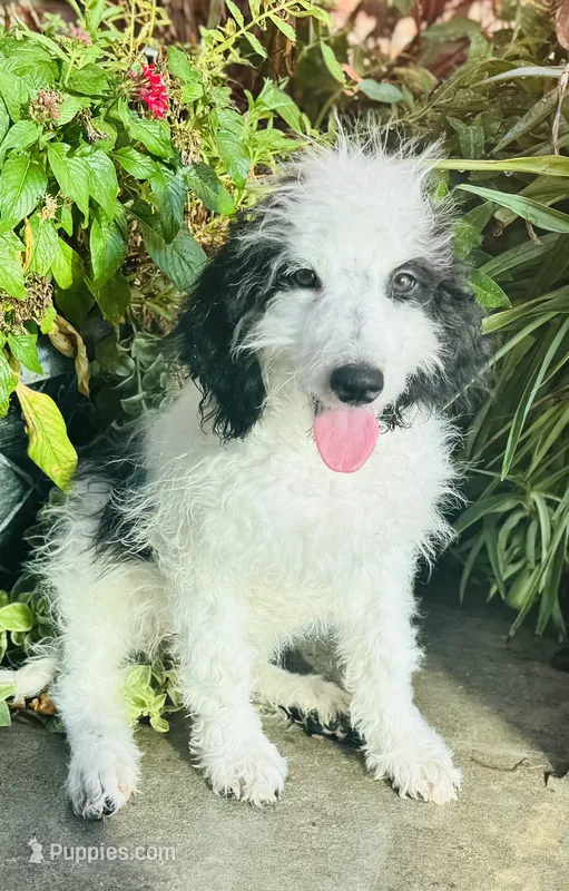 Diet Pepsi – Miniature Bernedoodle puppy for sale in Pauls Valley, OK