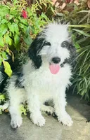 Diet Pepsi, a female Miniature Bernedoodle for sale in Pauls Valley, OK – 1 of 2