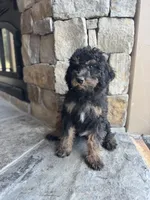 Raven , a male Miniature Bernedoodle for sale in Pauls Valley, OK – 3 of 3
