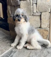 Bashful , a male Miniature Bernedoodle for sale in Pauls Valley, OK – 1 of 2