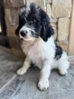 Lisa, a male Miniature Bernedoodle for sale in Pauls Valley, OK – 4 of 4