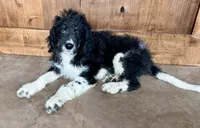 Johnny, a male Miniature Bernedoodle for sale in Pauls Valley, OK – 4 of 4
