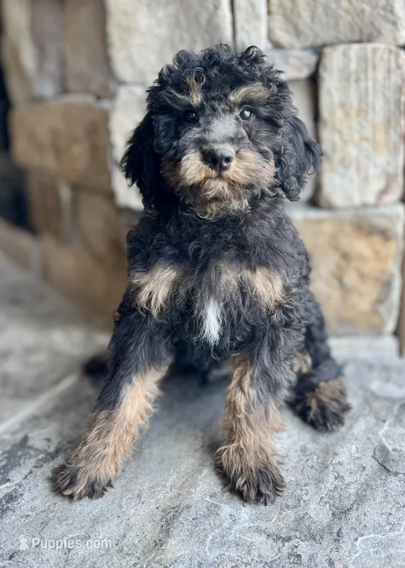 Raven  – Miniature Bernedoodle puppy for sale in Pauls Valley, OK