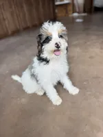 Doc, a male Miniature Bernedoodle for sale in Pauls Valley, OK – 4 of 4
