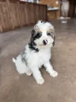 Doc, a male Miniature Bernedoodle for sale in Pauls Valley, OK – 2 of 4