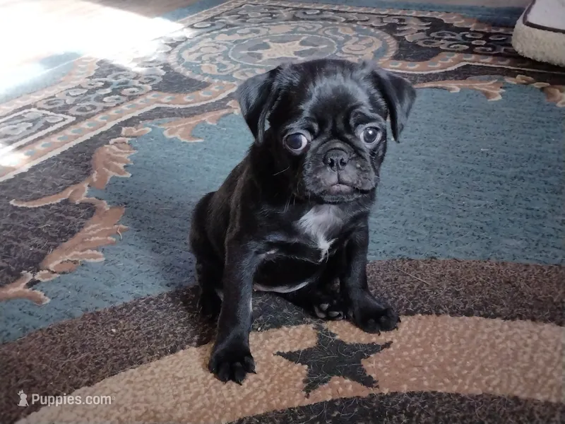 Bibi – Pug puppy for sale in Livingston, TX