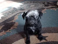 Bibi, a female Pug for sale in Livingston, TX – 3 of 5