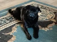 Bibi, a female Pug for sale in Livingston, TX – 5 of 5