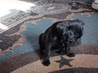 Bibi, a female Pug for sale in Livingston, TX – 2 of 5