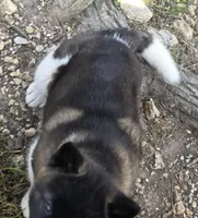 Ellie's Girl, a female Akita for sale in Mansfield, MO – Photo 3 of 4