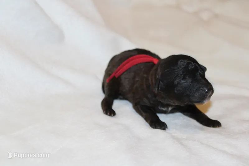 Red male cavapoo/poodle