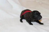 Red male cavapoo/poodle, a male Cavapoo and Poodle - Miniature  for sale in Hermiston, OR – Photo 1 of 6