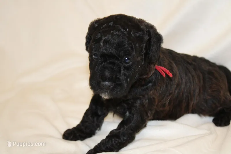 Red male cavapoo/poodle