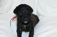 Red male cavapoo/poodle, a male Cavapoo and Poodle - Miniature  for sale in Hermiston, OR – Photo 4 of 6