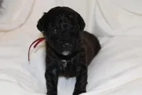 Red male cavapoo/poodle, a male Cavapoo and Poodle - Miniature  for sale in Hermiston, OR – Photo 5 of 6