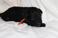 Orange Female Cavapoo/poodle, a female Cavapoo and Poodle - Miniature  for sale in Hermiston, OR – Photo 2 of 3