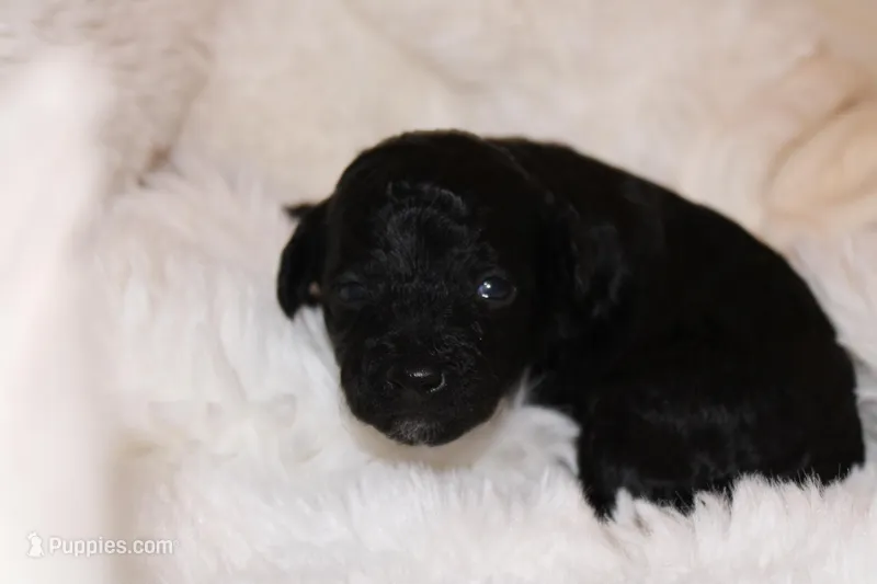 Orange Female Cavapoo/poodle
